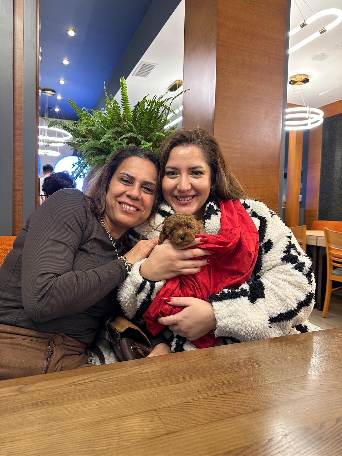 Toypoddle Sahiplendirilme Görseli, Toypoodle cinsi sahiplendirme