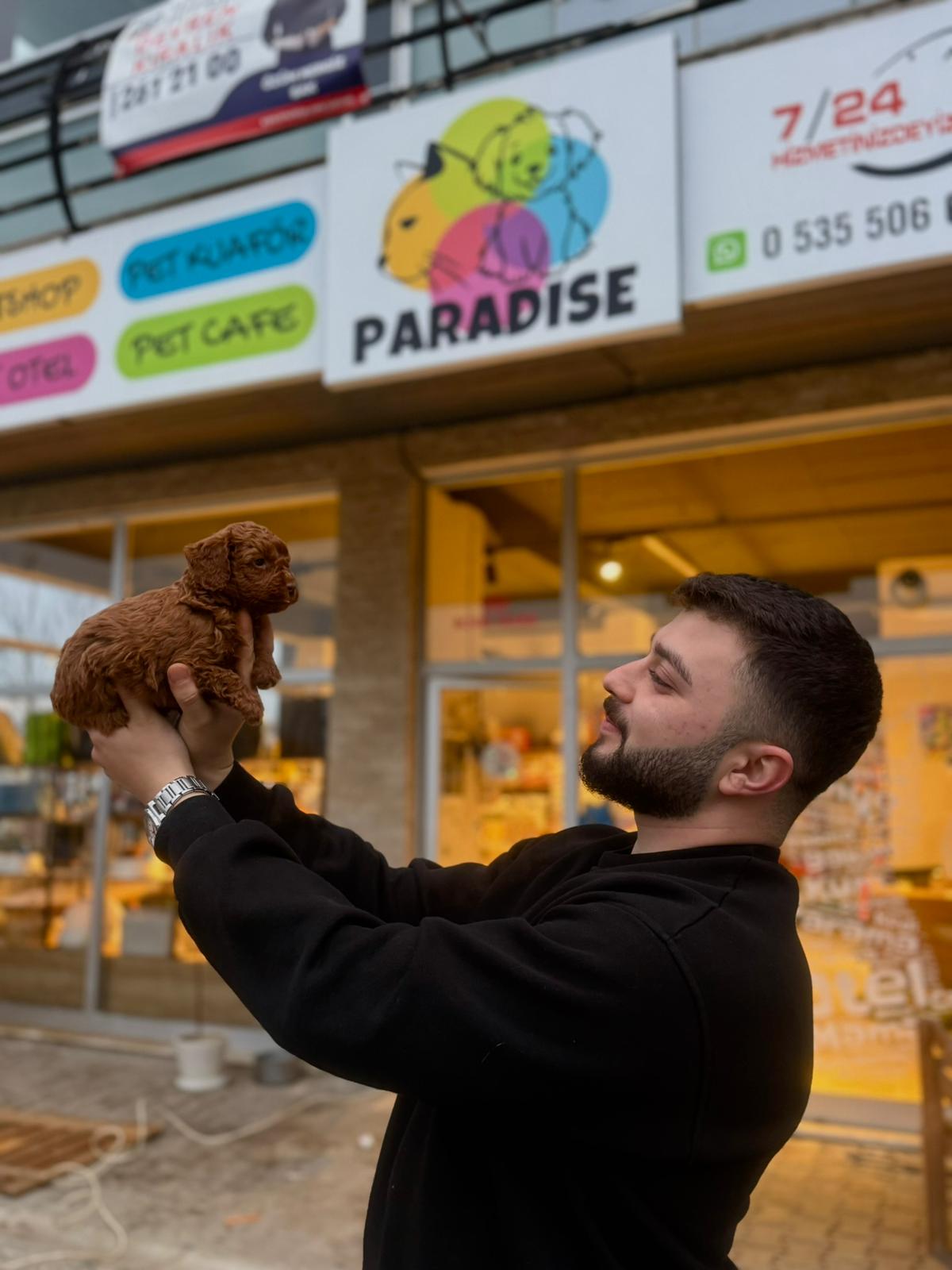Toypoodle cinsi köpek ve bir insan toy poodle türkiye
