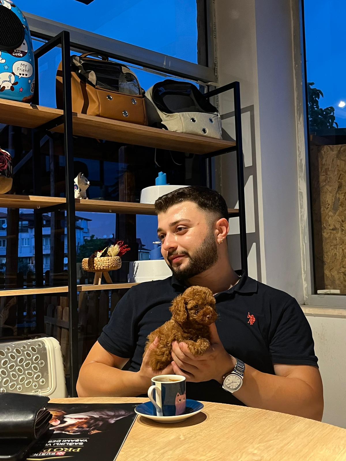 ToyPoodle Türkiye galeri: Galeri: Galeri kare 14 | ToyPoodle Türkiye — sağlıklı yavru ve aile fotoğrafı