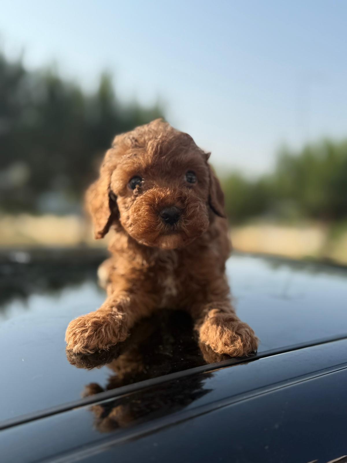 Galeri görseli — Galeri kare 15 | ToyPoodle Türkiye fotoğraf başlığı | Toy Poodle Türkiye · ToyPoodle Türkiye