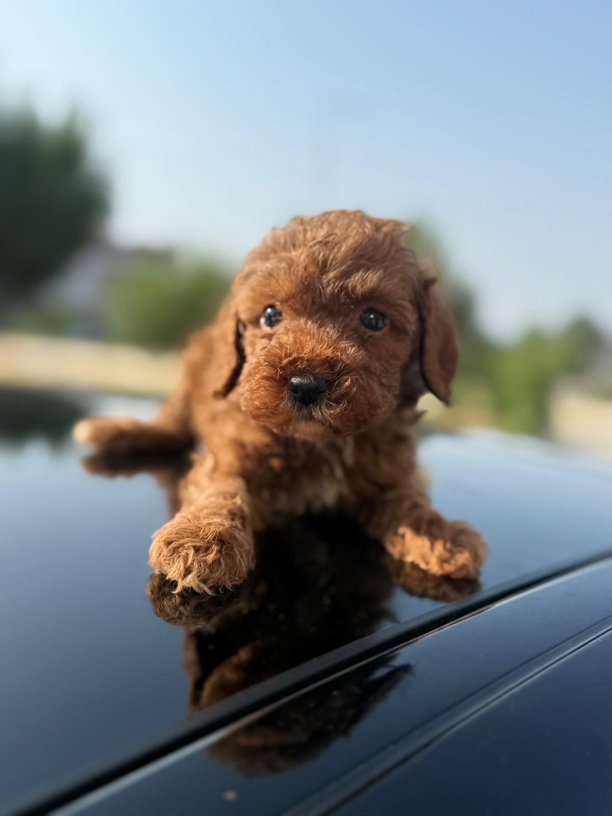 Toy Poodle — Galeri kare 16 | Belgeli Toy Poodle galeri karesi — ToyPoodle Türkiye