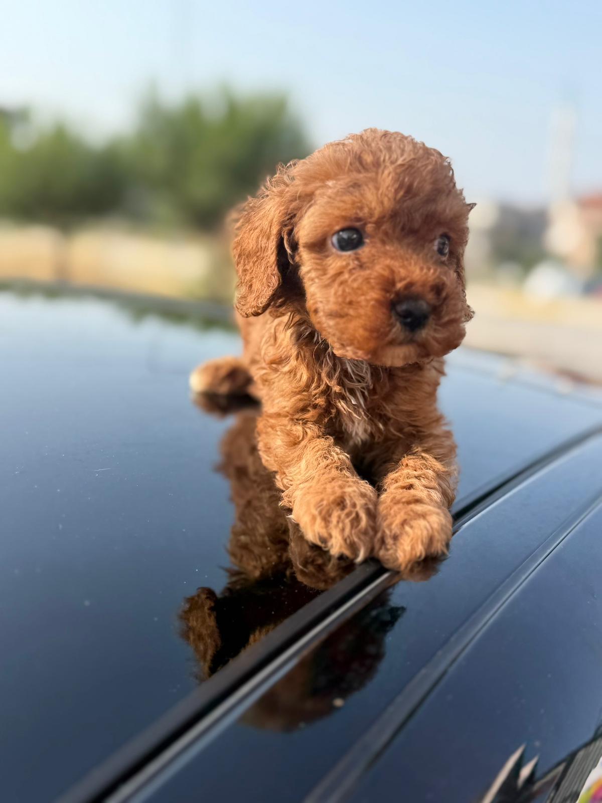 ToyPoodle Türkiye · Galeri kare 17 — Toy Poodle galeri fotoğrafı | ToyPoodle Türkiye