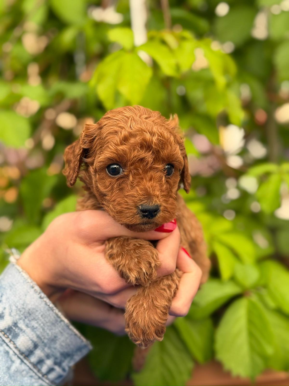 Toy Poodle görseli: Galeri kare 18 — Toy Poodle galeri — ToyPoodle Türkiye