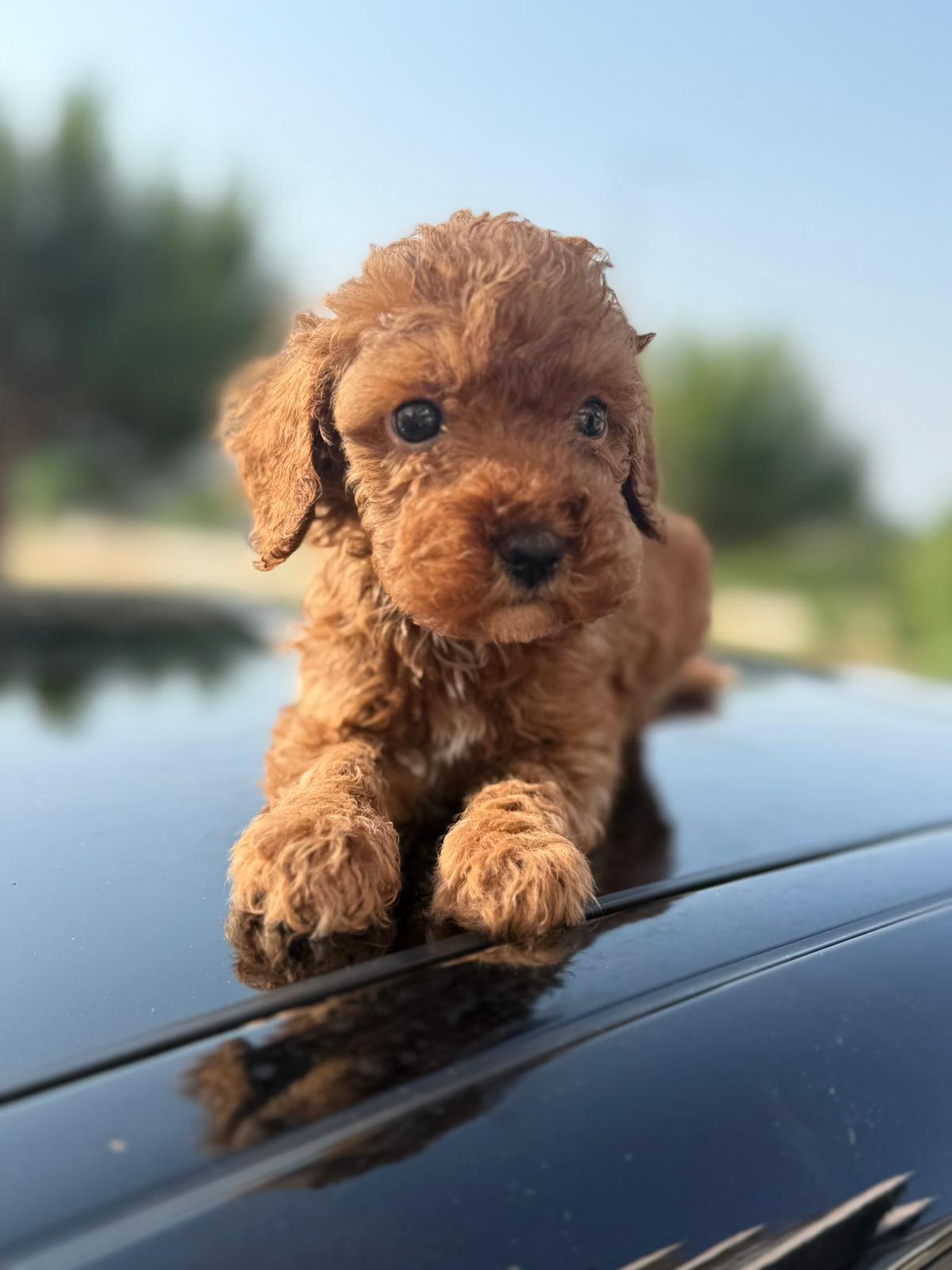 ToyPoodle Türkiye galeri: Galeri: Galeri kare 19 | ToyPoodle Türkiye — sağlıklı yavru ve aile fotoğrafı