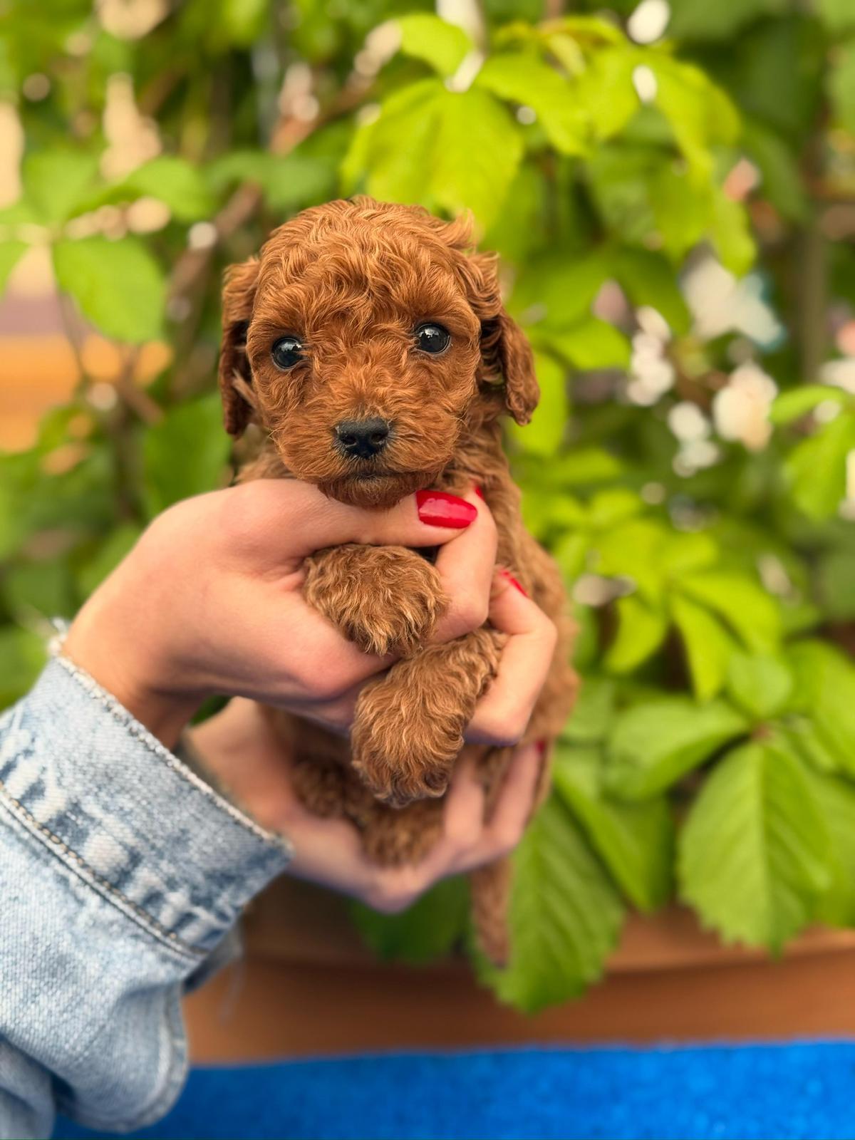 Galeri görseli — Galeri kare 20 | ToyPoodle Türkiye fotoğraf başlığı | Toy Poodle Türkiye · ToyPoodle Türkiye