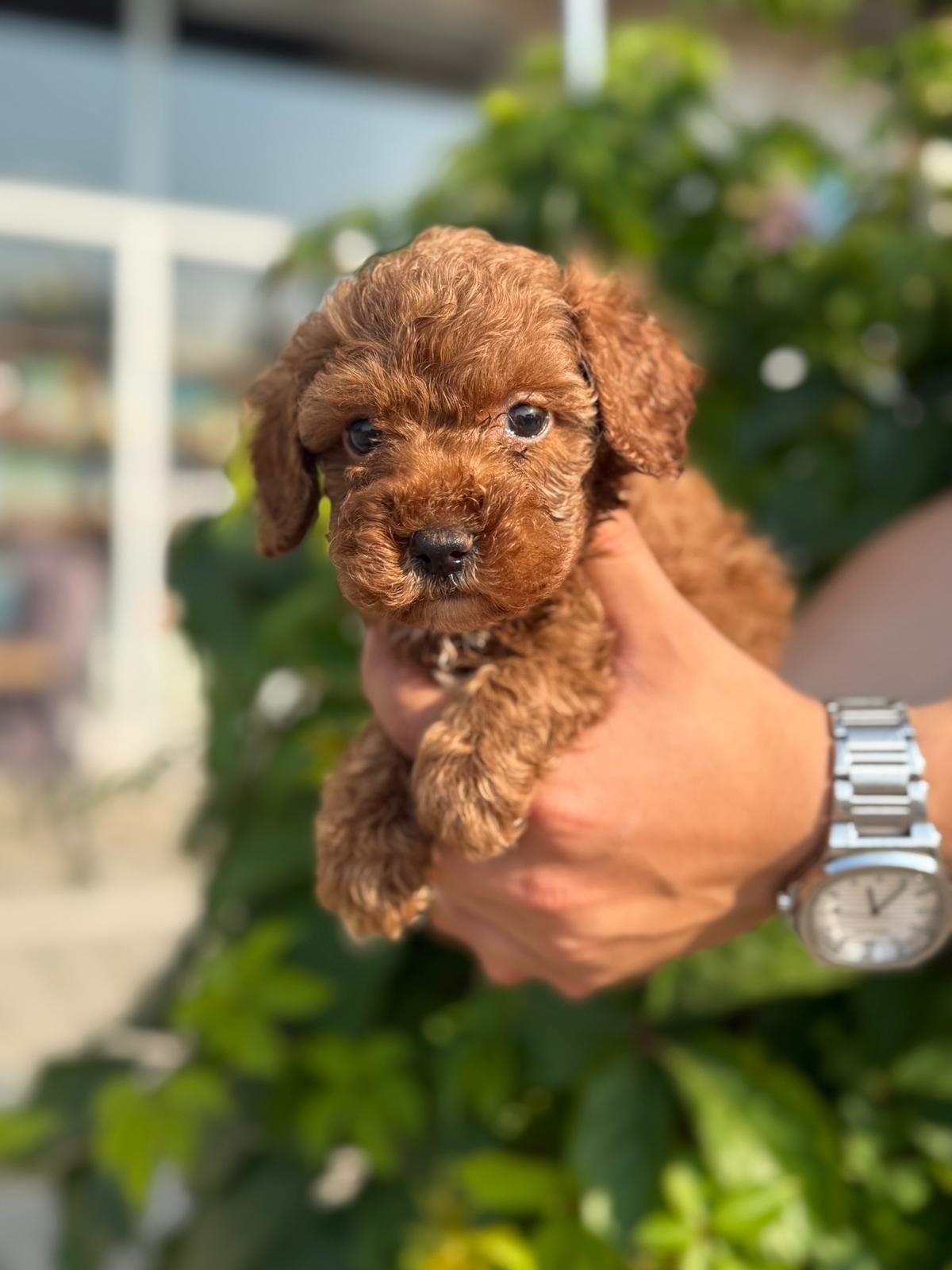 Toy Poodle — Galeri kare 21 | Belgeli Toy Poodle galeri karesi — ToyPoodle Türkiye