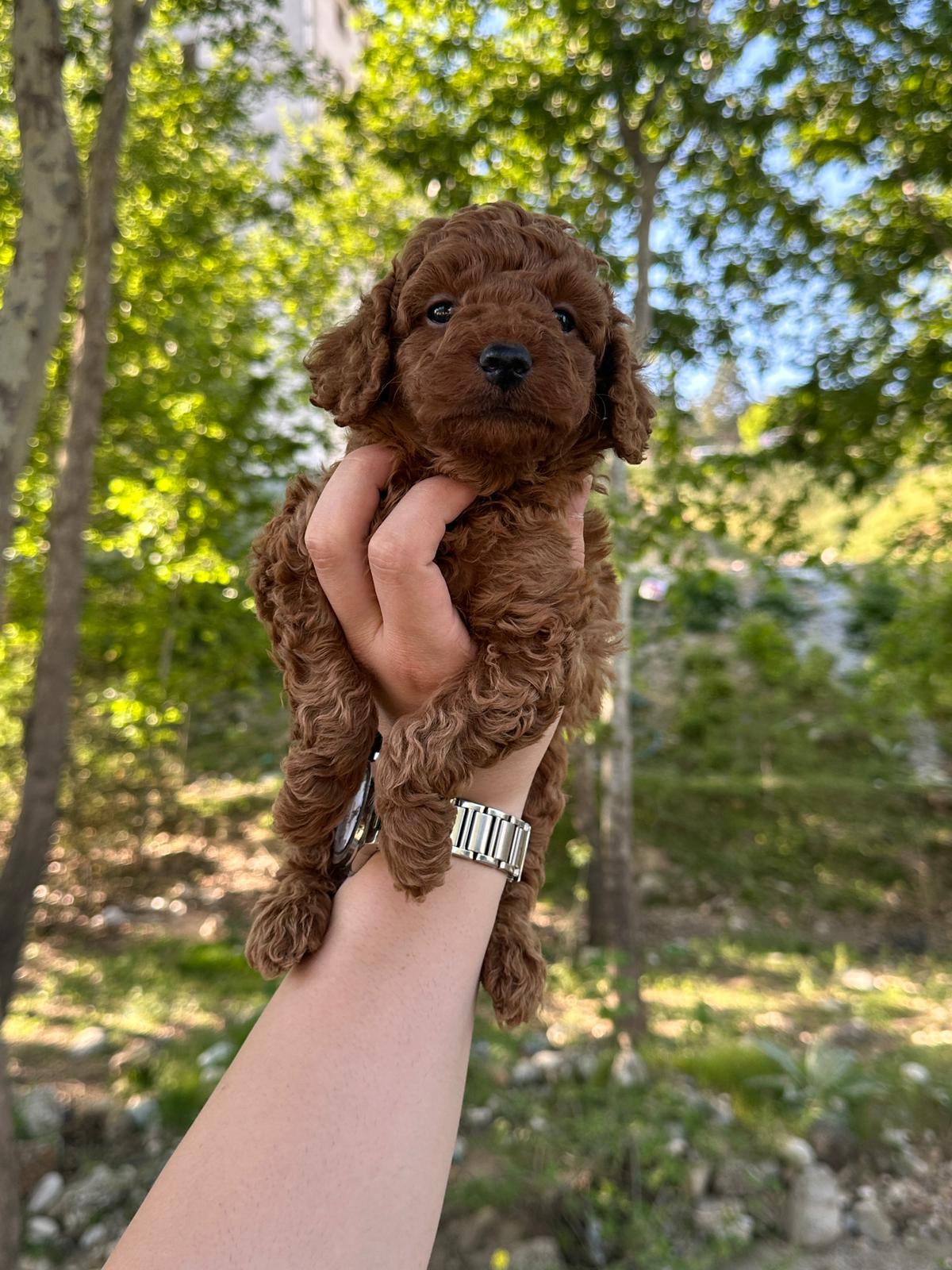 ToyPoodle Türkiye · Galeri kare 22 — Toy Poodle galeri fotoğrafı | ToyPoodle Türkiye