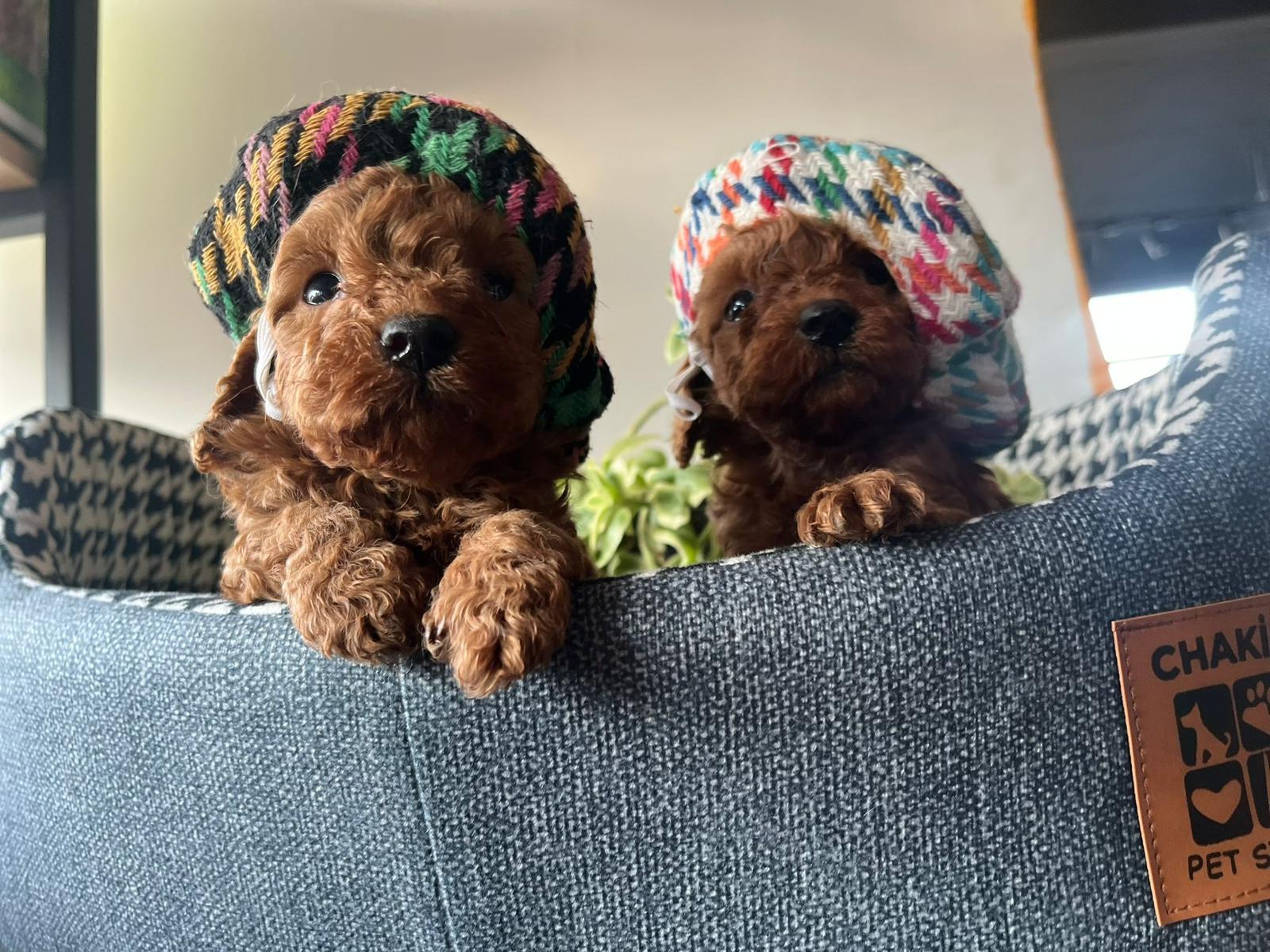 Toy Poodle görseli: Galeri kare 23 — Toy Poodle galeri — ToyPoodle Türkiye