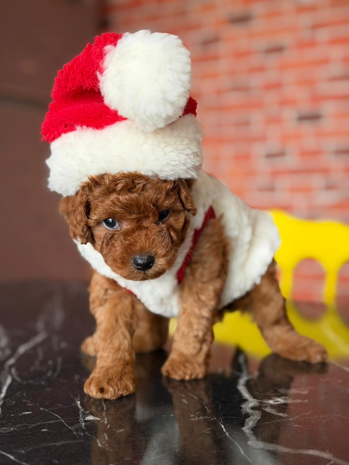 Tea Cup Poodle — Toy Poodle yavrusu, Brown · Apricot ×2, Dişi, 2 ay