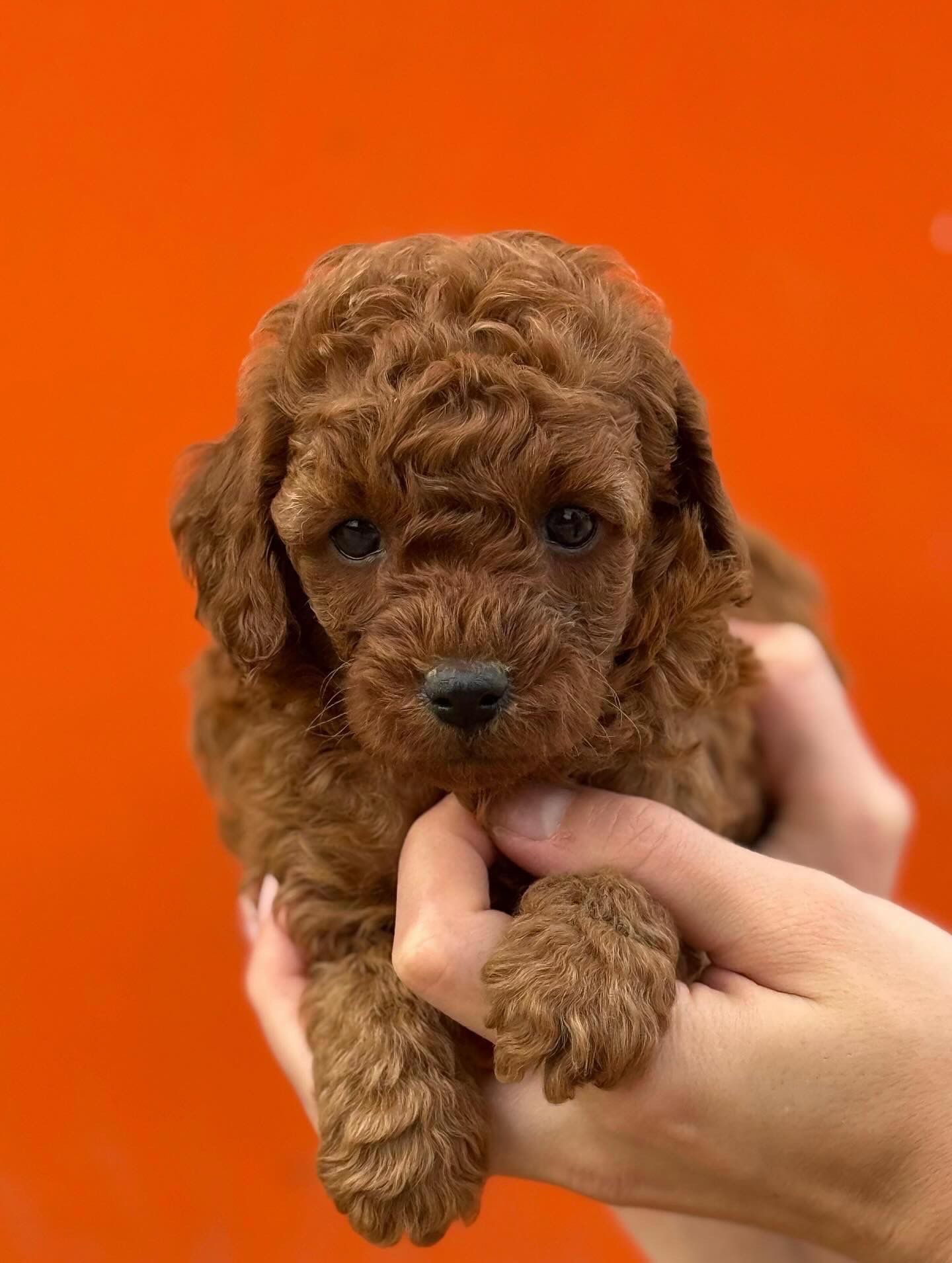 Toy Poodle — Toy Poodle yavrusu, Apricot, Erkek, 2 ay