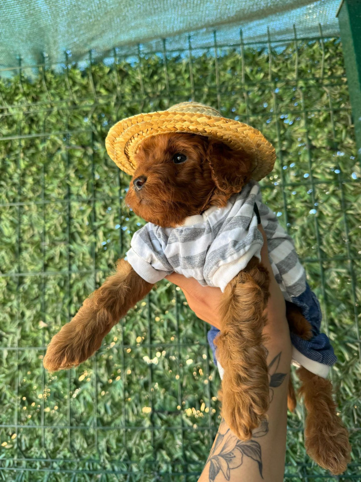 Standart  Poodle — Toy Poodle yavrusu, Apricot, Erkek, 2 Ay