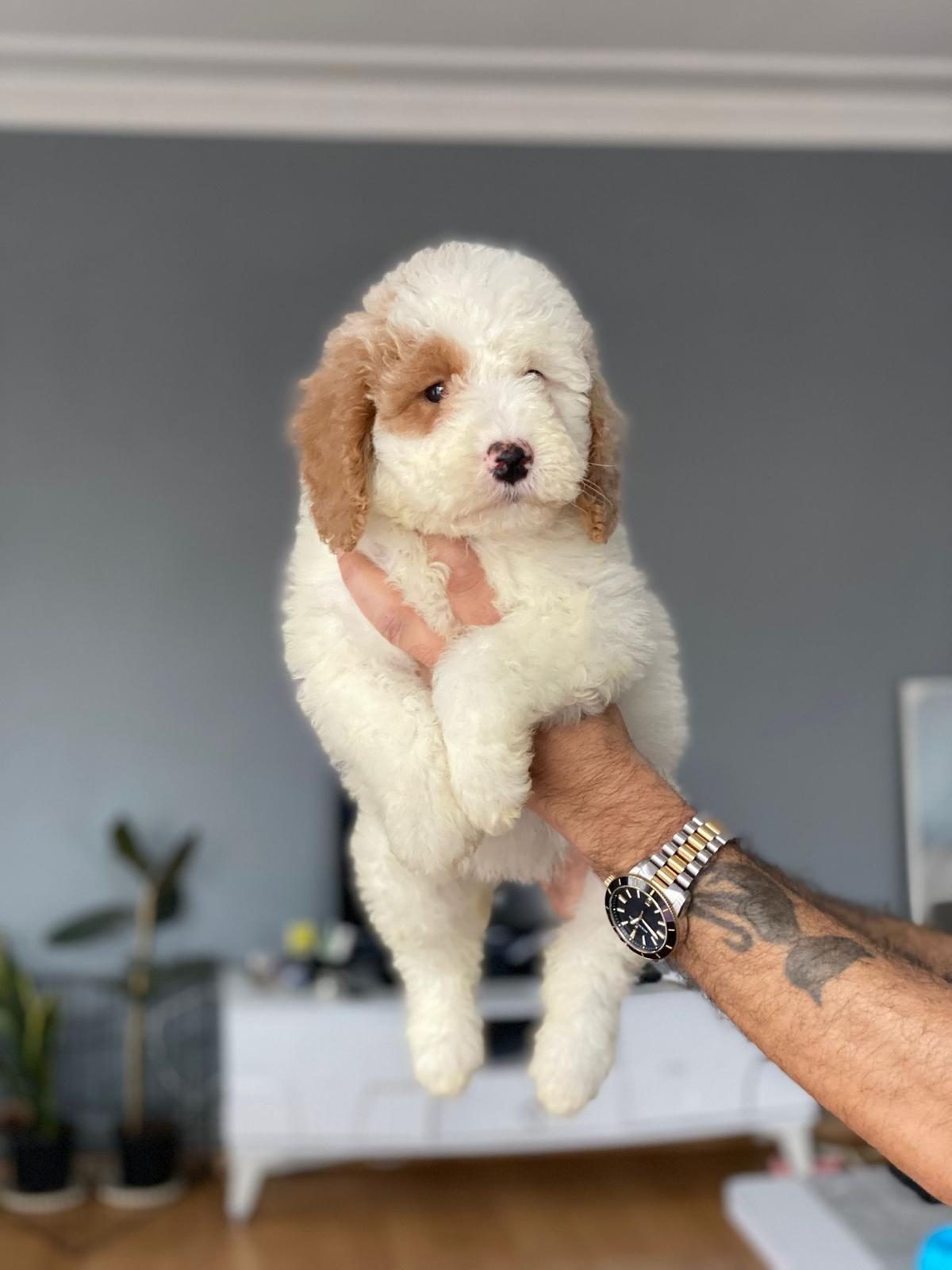 Dev Toypoodle — Toy Poodle yavrusu, Apricot, Erkek, 2 ay