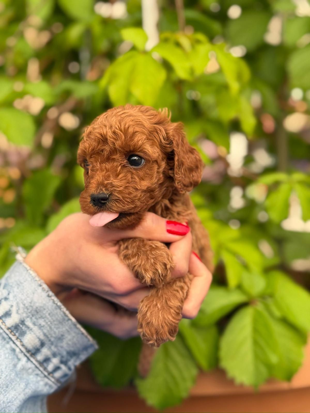 Toy Poodle yavrusu — Aysima Ş. ailesinin yorum kartı görseli