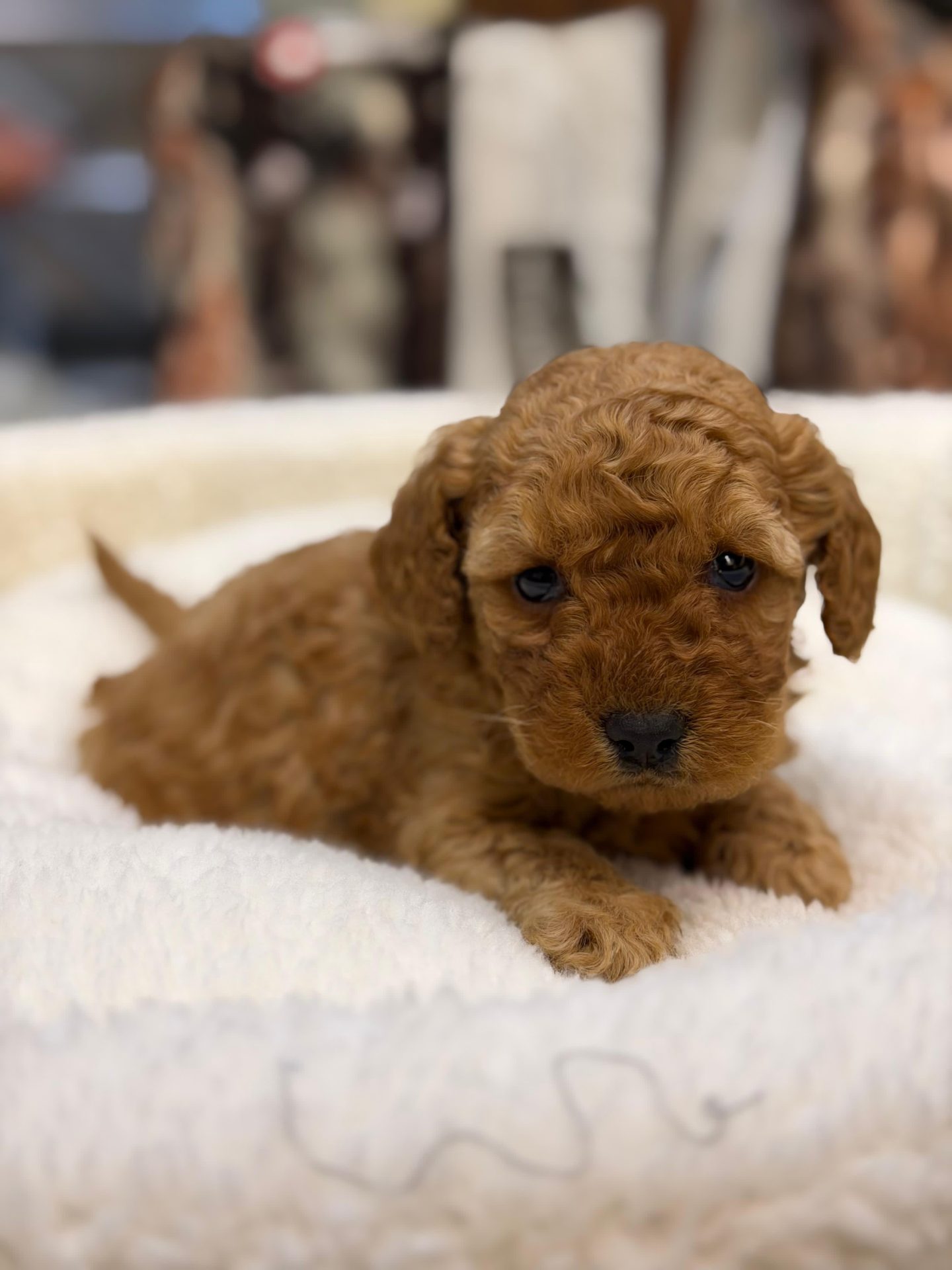 Toy Poodle yavrusu — Ayşe & Mehmet ailesinin yorum kartı görseli