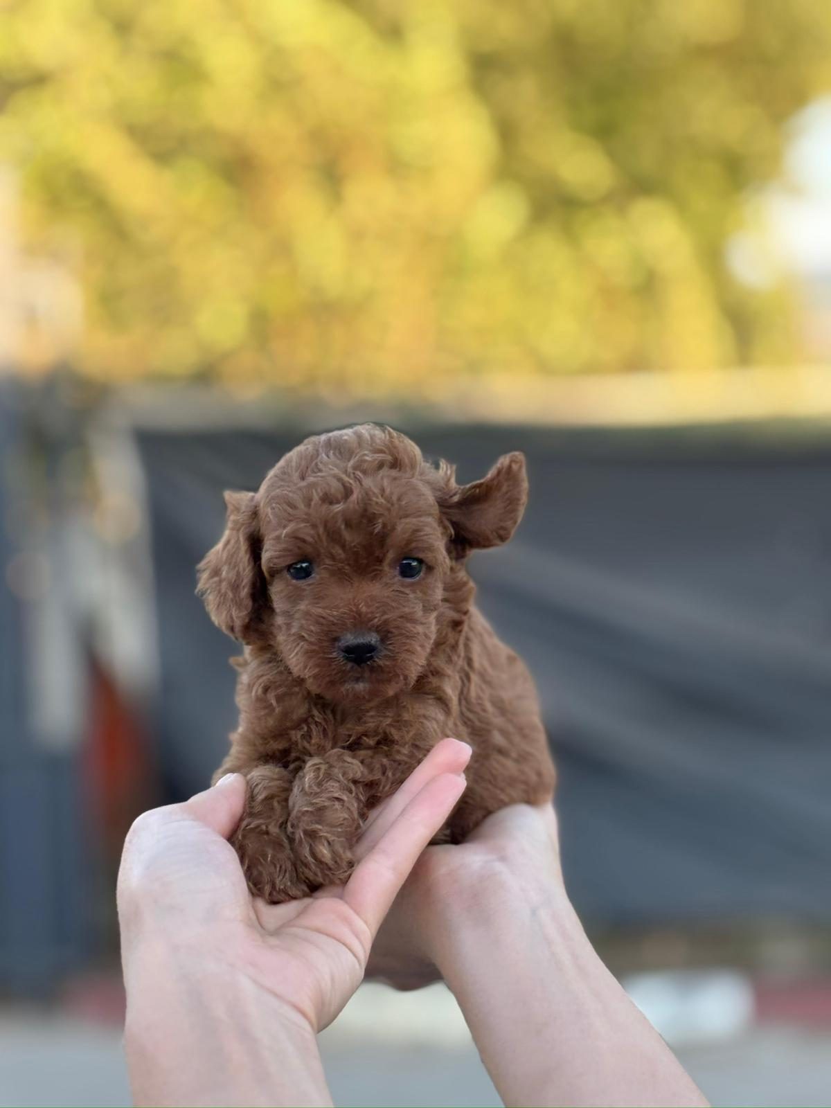 Toy Poodle yavrusu — Zeynep K. ailesinin yorum kartı görseli