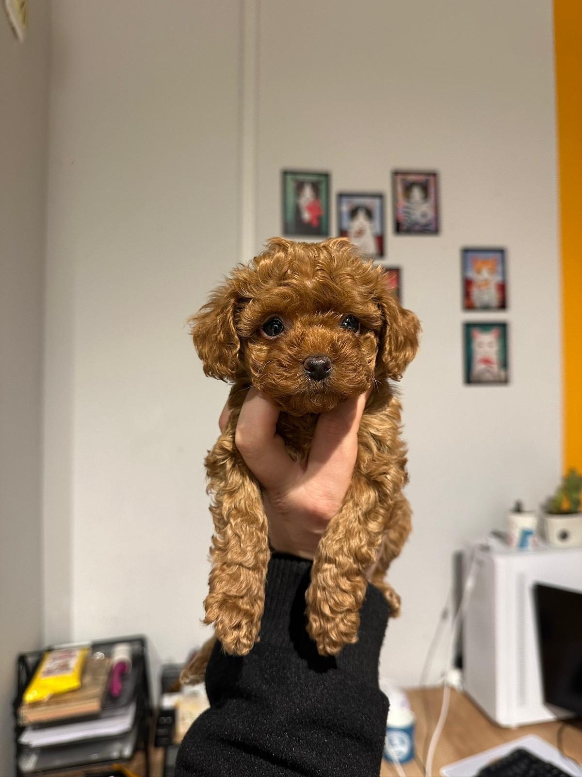 Toy Poodle yavrusu — Emre Y. ailesinin yorum kartı görseli