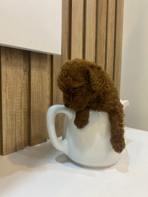 Toy poodle yavru