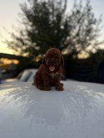 Toy poodle 2 Aylık Baby