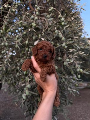 Toy poodle Korea yavru