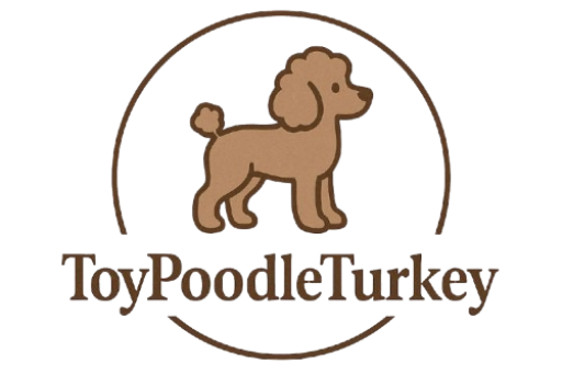 Toypoodle Üretimi – Toypoodle Sahiplendirme  – Dog Paradise